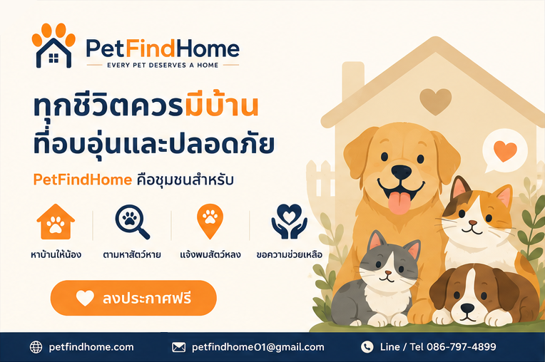 PetFindHome — ทุกชีวิตควรมีบ้านที่อบอุ่นและปลอดภัย